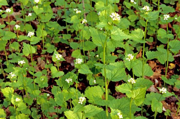 Cost of Garlic Mustard Removal in Reno