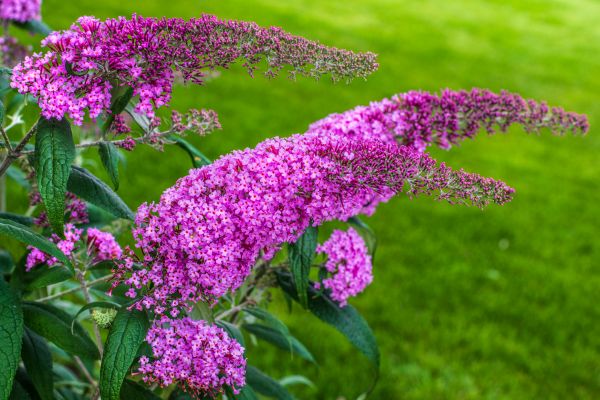Cost of Butterfly Bush Removal in Reno