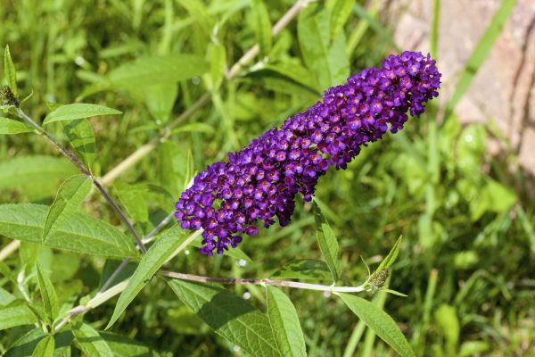 Cost of Butterfly Bush Pruning in Reno
