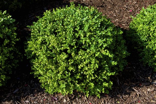 Cost of Boxwood Removal in Reno