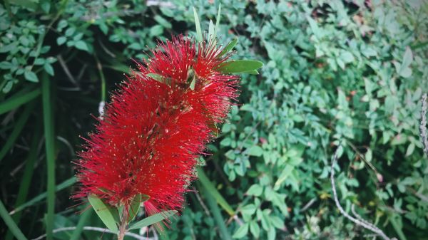 Cost of Bottlebrush Pruning in Reno