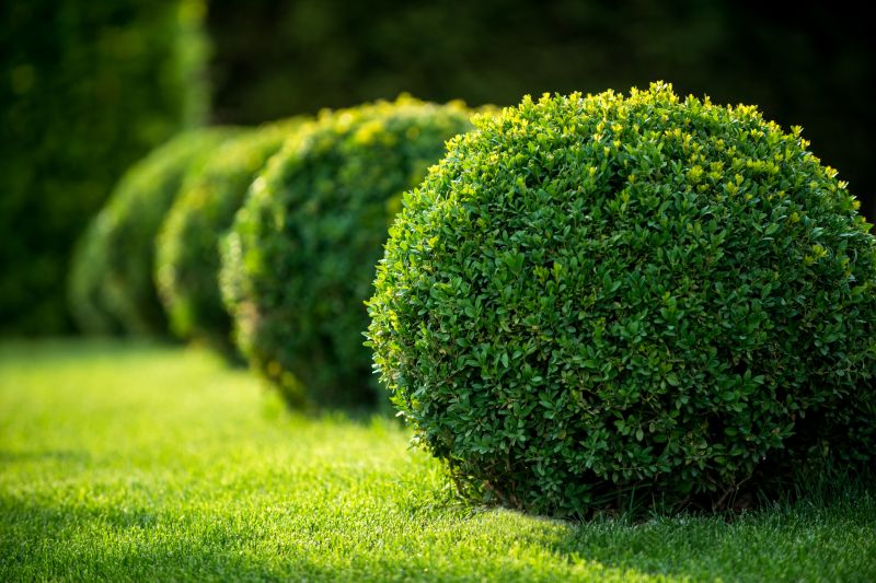 Overgrown vs. Trimmed Shrubs